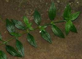 Image result for Hexasepalum sarmentosum