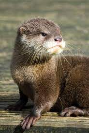 Otters Are Adorable I Saw One Today From My Balcony Coming Out Of The Lake Into The Woods Exciting Otters Cute Baby Otters Otters