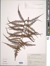 Image result for Athyrium lewalleanum