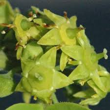 Image result for Berchemia discolor