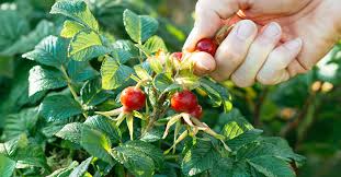 Get a pot of water boiling, pour it over the rose hips in the infuser, place the lid over. Rose Hips Benefits Forms Uses And Side Effects