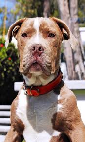 Owned by marlon and lisa grennan, founders of dark dynasty k9s in new hampshire, usa, this huge dog is being trained for protection services. 1000 Best Pitbull Names Ideas For Your New Dogs