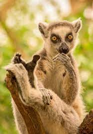 Ring Tailed Lemur Portrait By Korinna Adam Photo 158143081 500px Pet Birds Lemur Animal Mugs