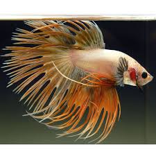 Pin By Fishgang On Betta Betta Fish Betta Beautiful Fish