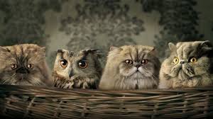 We did not find results for: Grappig Of Schattig Wil De Indringer Opstaan Seniorennet De Startpagina Voor Senioren De Actieve 50 Plu Schattigste Dieren Grappige Dieren Huisdier Vogel