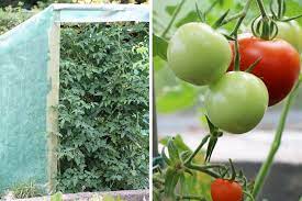 Meine omi baut schon lange welche in ihrem garten an und ich erinnere mich noch gut, wie sie uns früher immer in tomaten brauchen neben sonne und guter erde nämlich auch ganz… Wie Viel Licht Und Sonne Sonnenstunden Brauchen Tomaten Tomaten De
