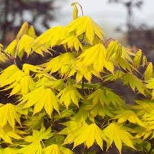 Maybe you would like to learn more about one of these? Acer Shirasawanum Jordan Golden Full Moon Maple Special Deals Garden Plants