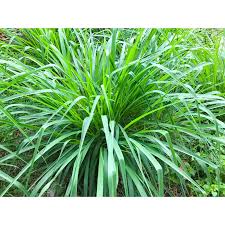 Image result for Ophiopogon
