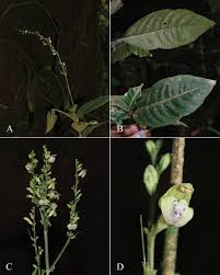 Image result for Justicia sp. A cf. engleriana