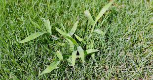 The quicker you can get the dead patches filled in by healthy lawn trying to find out how to get rid of crabgrass in the summer? What Can I Do About Crabgrass Naturalawn Of America Inc