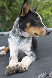 Pin On Cute Baby Animals