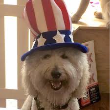 Maybe you would like to learn more about one of these? Paws Truly Bay Ridge Brooklyn Home Facebook