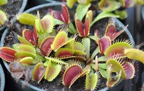It is best to grow your venus flytrap plant outside where it can get plenty of sun and catch its own food. How A Venus Flytrap Knows To Snap Shut Earth Earthsky