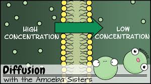 Amoeba sisters alleles and genes worksheet printable worksheets and activities for teachers parents tutors and homeschool families. Amoeba Sisters On Twitter And More All Videos Can Be Found In Our Biology Youtubelearning Playlist Https T Co Hmi23slcey 2 3 Chinese Subtitles For Cell Transport Vid Monohybrid Vid Arabic Subtitles Alleles Genes