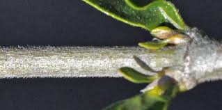 Image result for Coddia rudis