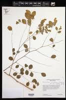 Image result for Phyllanthus boehmii