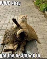 Pin By Annette Miller On Wwe Meme World Funny Animal Photos Funny Animal Pictures Funny Animals