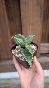 Image result for Sansevieria sinus-simiorum