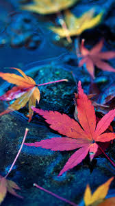 Find great water images and water pictures here. Maple Leaves Fall Autumn Water 4k Ultra Hd Mobile Wallpaper