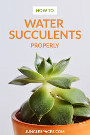 We did not find results for: How To Water Succulent Plants Jungle Spaces