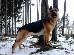 german shepherd kopek