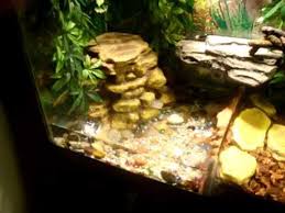 Chinese Water Dragon Terrarium Vivarium Setup Chinese Water Dragon Water Dragon Bearded Dragon Terrarium