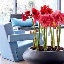 Amaryllis überwintern und wieder zum blühen bringen amaryllis ruhephase. Amaryllis Pflege Blume Zum Bluhen Bringen Living At Home