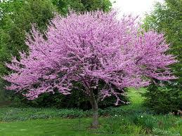 The redbud is also a native tree. Tag Archive For Froehlich S Farm Landscaping Company Nj Pa Custom Pools Walkways Patios Fence Companies Decks