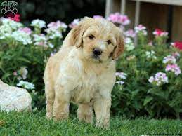 Find labradoodle puppies for sale and dogs for adoption. Mini Labradoodle Puppies For Sale Greenfield Puppies Labradoodle Puppy Mini Labradoodle Puppy Labradoodle Breeders