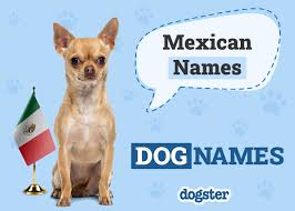 Image result for Pet Names