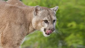 This includes sustainability and the goals we've set ourselves to play our part in driving positive change. Mountain Lion Puma Cougar San Diego Zoo Animals Plants