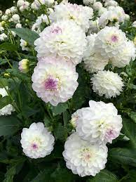 Dahlia Eveline Flower Background Iphone Dahlia Flower Flower Farm