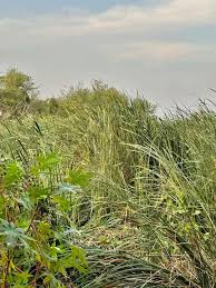 Image result for Cyperus sp. (ex Mariscus sp.no.1)