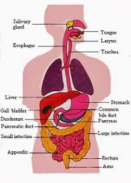 Biology diagrams,images,pictures of human anatomy and physiology. Tet Success Key Digestion In Humans Science Human Digestive System Human Body Organs Digestive System Diagram