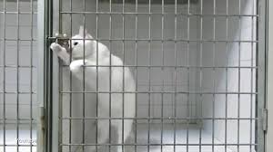 Shelters for animals, i just try to help with what i find in front of me, the goal of the channel is to show this suffering and motivate people to do what they can to help animals, there are also mama dog reunited with her stolen puppies. Find My Pet Home Facebook