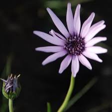 Image result for Callilepis laureola