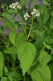 Image result for Ageratinastrum