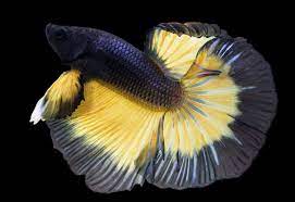 If you like what you see, please feel free to register. Mustard Gas Betta Complete Care Guide Information