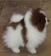 Mini Chien 40 Petites Boules De Poils A Croquer Spitz Nain Chien Chiot Trop Mignon