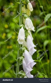 Image result for Digitalis purpurea alba/ red spots