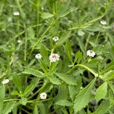 Image result for Phyla nodiflora