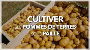 Depuis quelques années, leur prix a tellement augmenté que nombre de jardiniers amateurs se. Comment Cultiver Ses Pommes De Terre Sous Paille Youtube