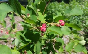 From $19.99 · same day delivery · 20% off all items Find Plants Cape Cod Native Plants