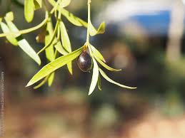 Image result for Carissa spinarum