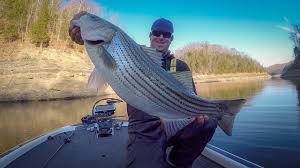 Maybe you would like to learn more about one of these? The Best Fishing In Kentucky Our Top 8 Lakes Premier Angler