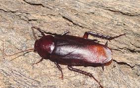 We did not find results for: Palmetto Bugs Vs Cockroaches Massey Services Inc