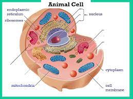 Maybe you would like to learn more about one of these? Section 1 2 Microscopes Allow Us To See Inside The Cell Ppt Download