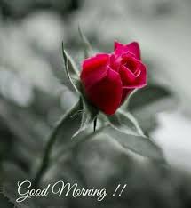 Good morning romantic couple images. Romantic Good Morning Image Fur Android Apk Herunterladen