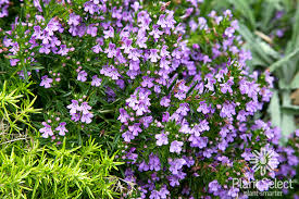 Image result for Satureja