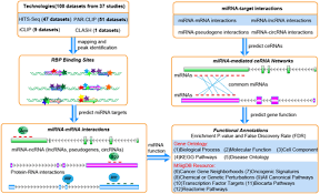 Pin On Lncrna